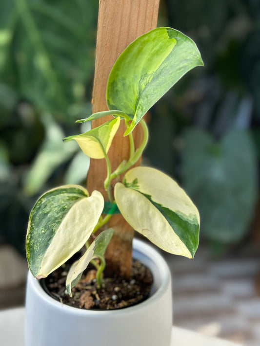 Scindapsus Jade Satin Variegated