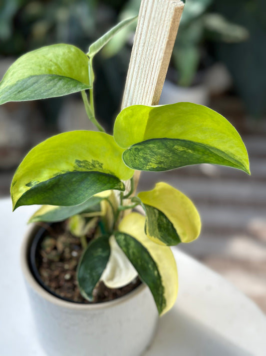 Scindapsus Jade Satin Variegated