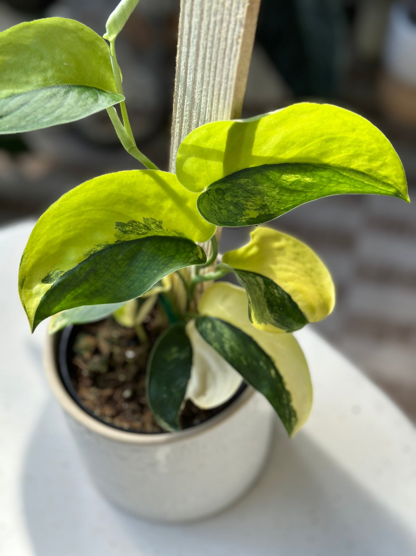 Scindapsus Jade Satin Variegated