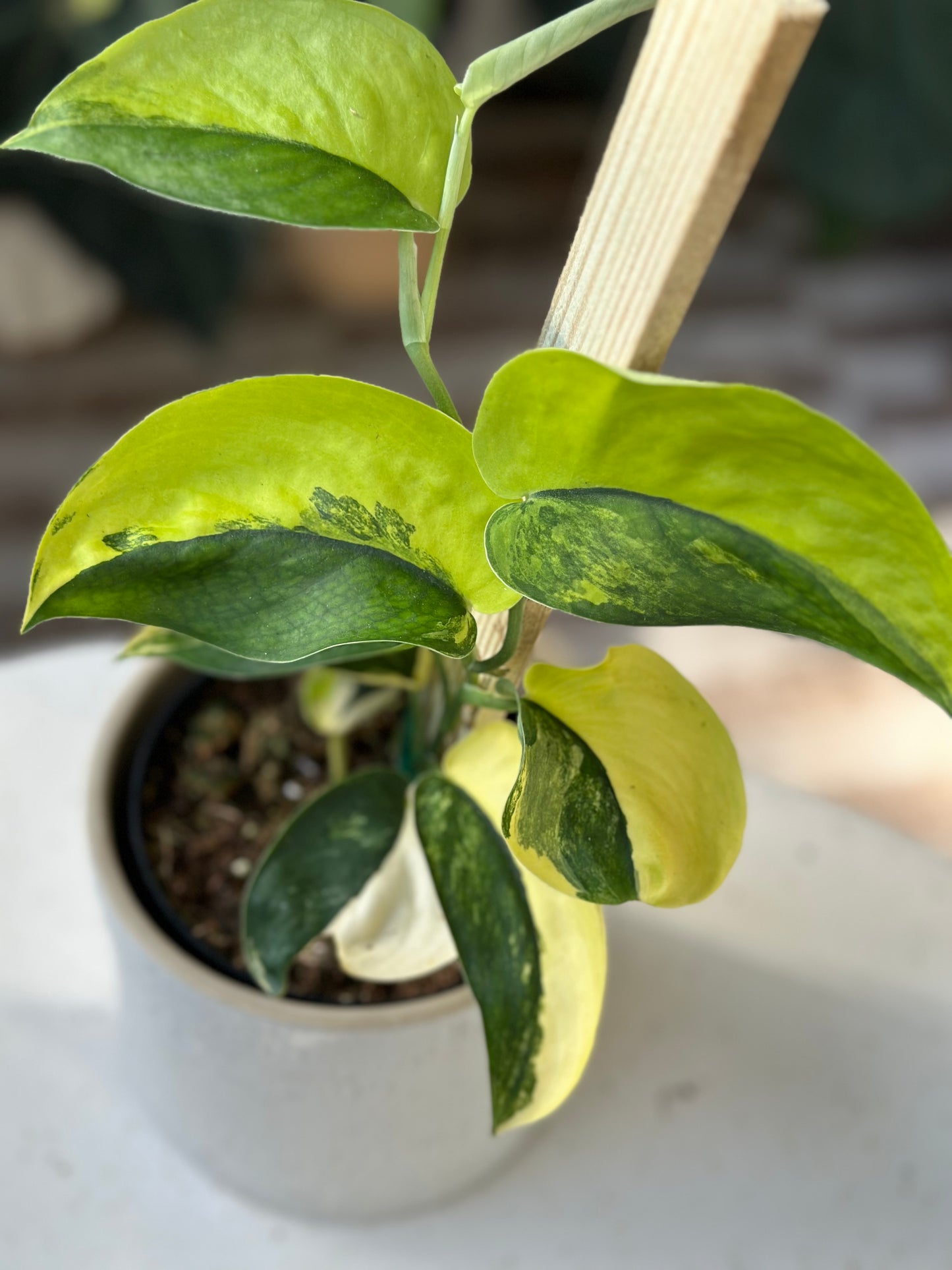 Scindapsus Jade Satin Variegated