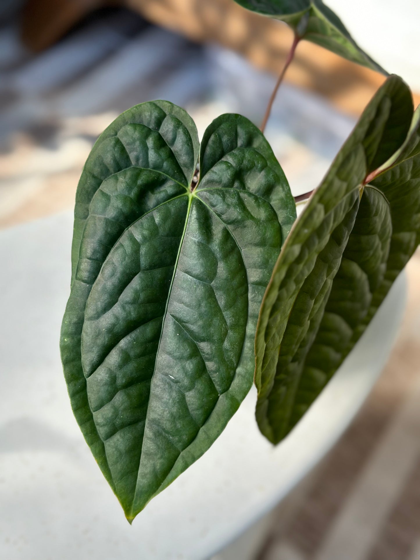 Anthurium RA Papilillaminum X Luxurians LARGE