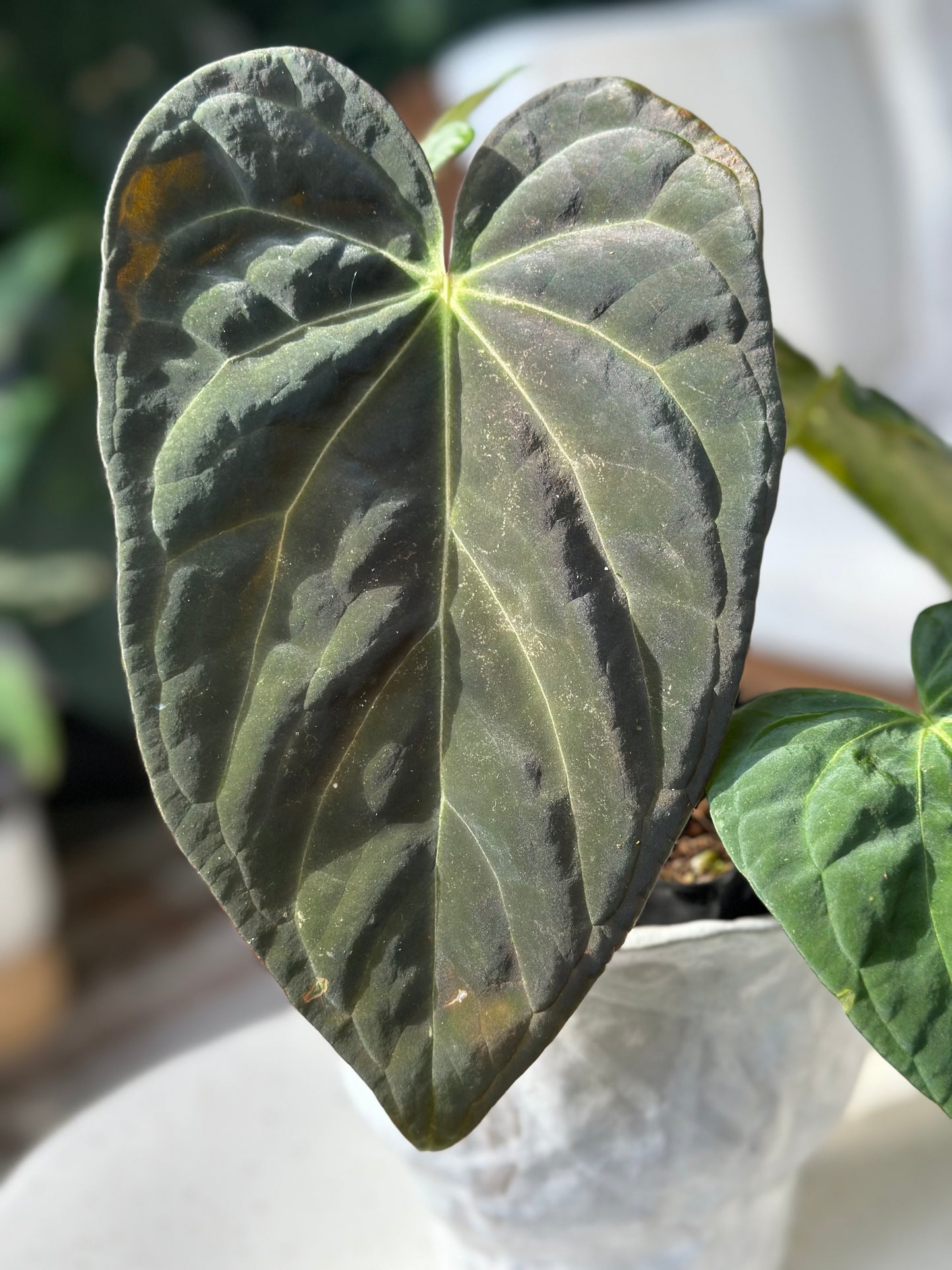 Anthurium Papilillaminum