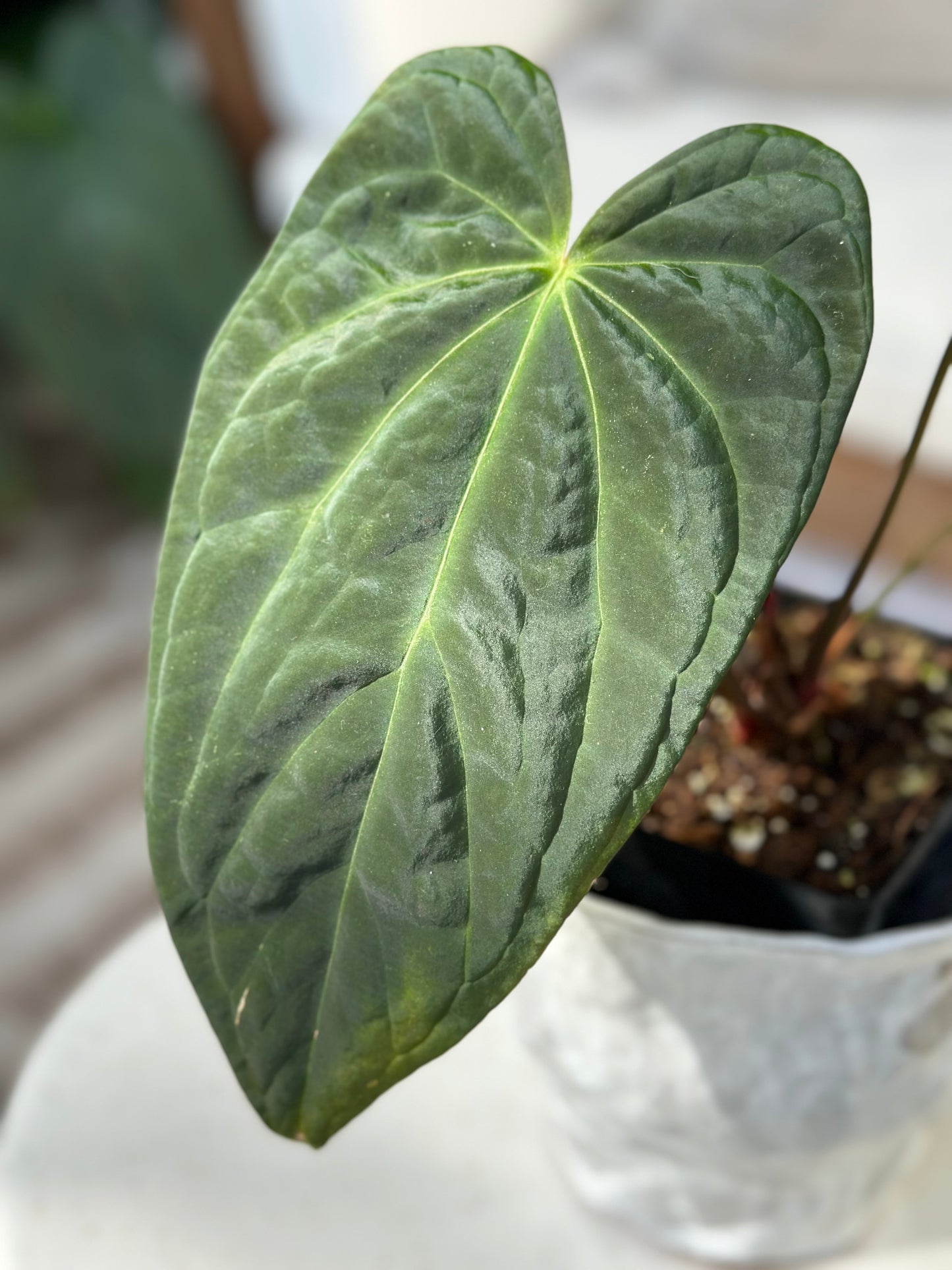 Anthurium Papilillaminum