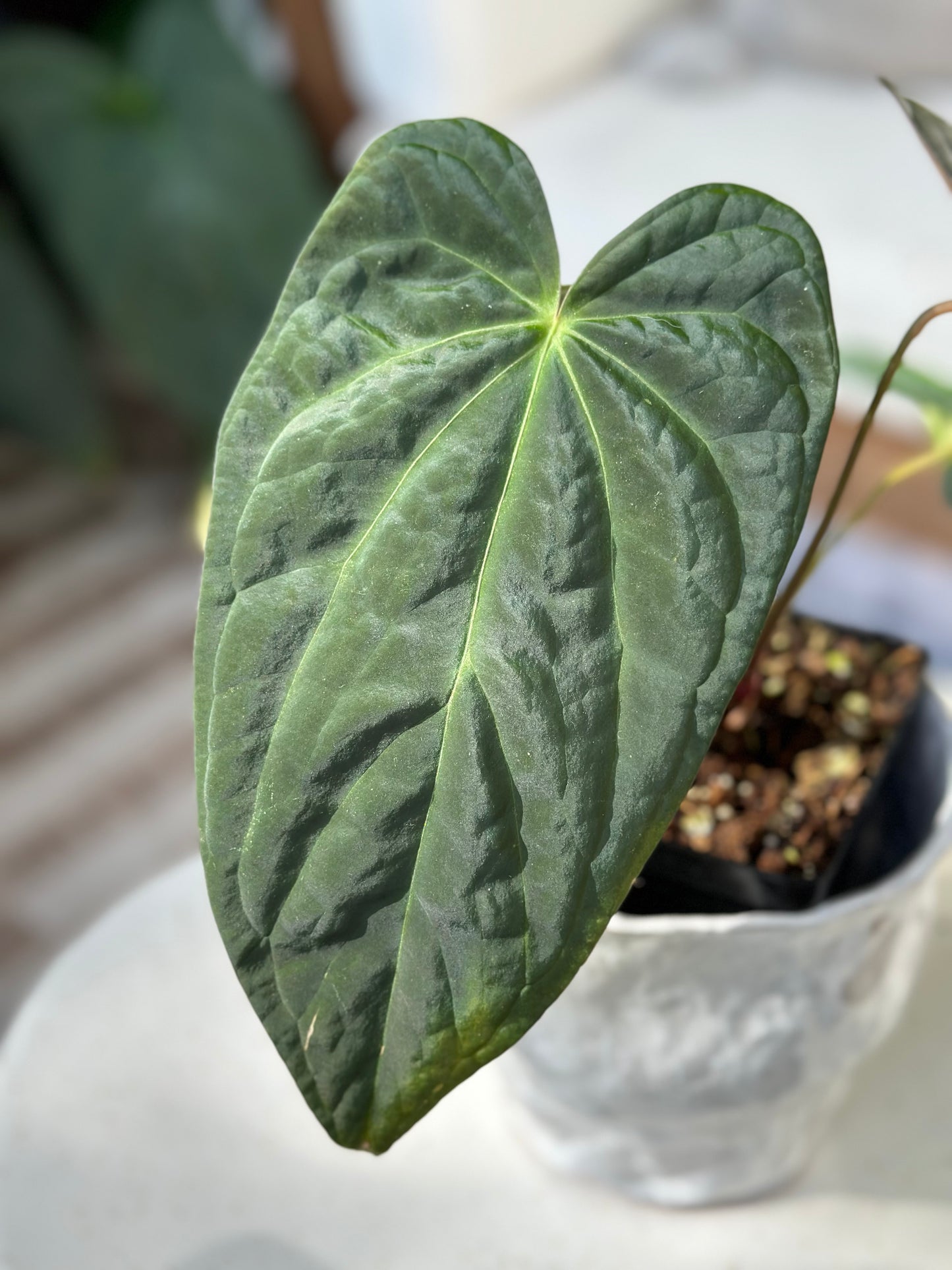 Anthurium Papilillaminum