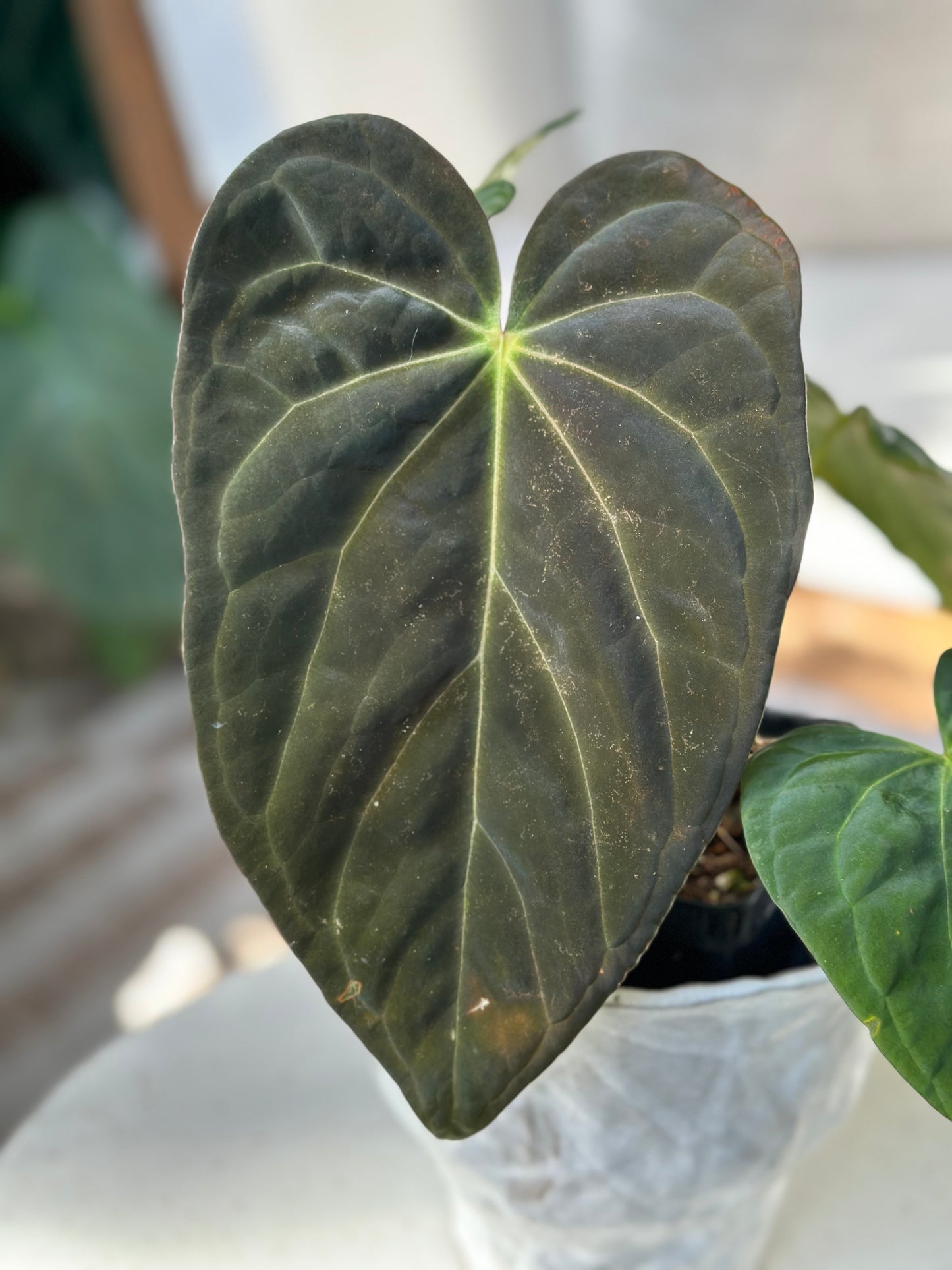 Anthurium Papilillaminum