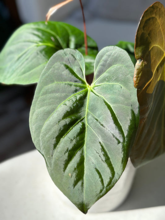 Anthurium Chamberlainii X Portillae