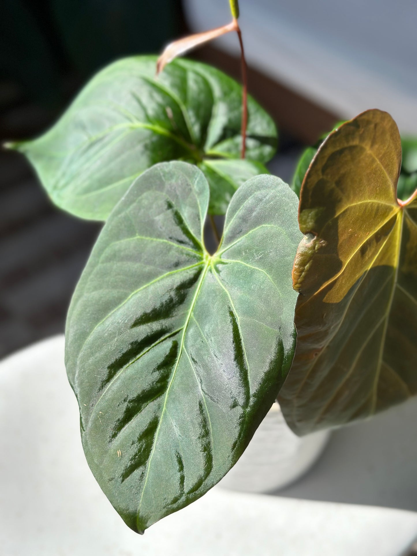 Anthurium Chamberlainii X Portillae