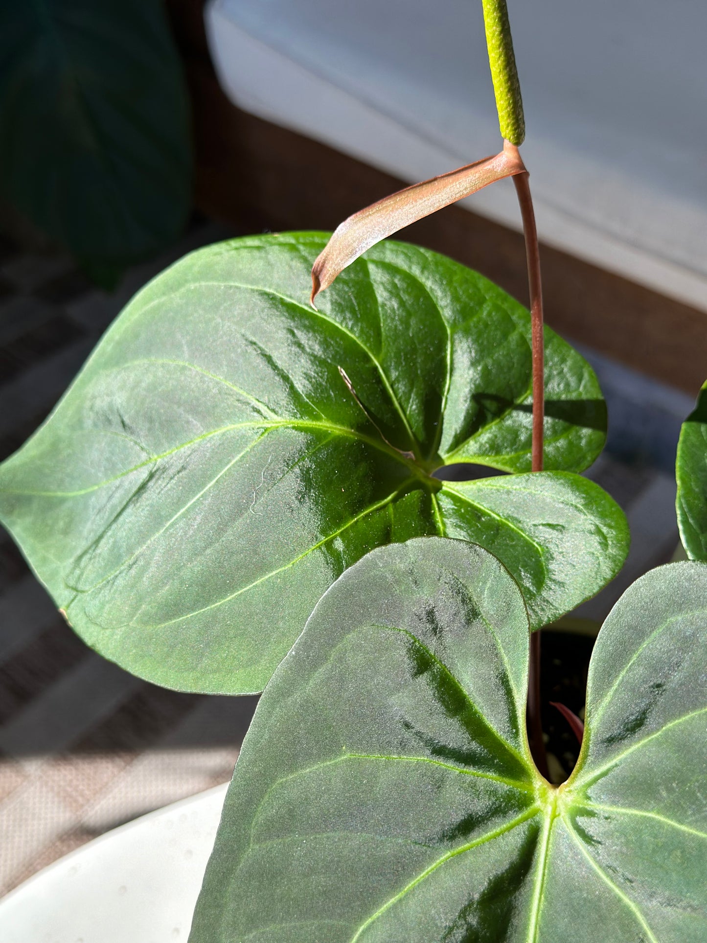 Anthurium Chamberlainii X Portillae