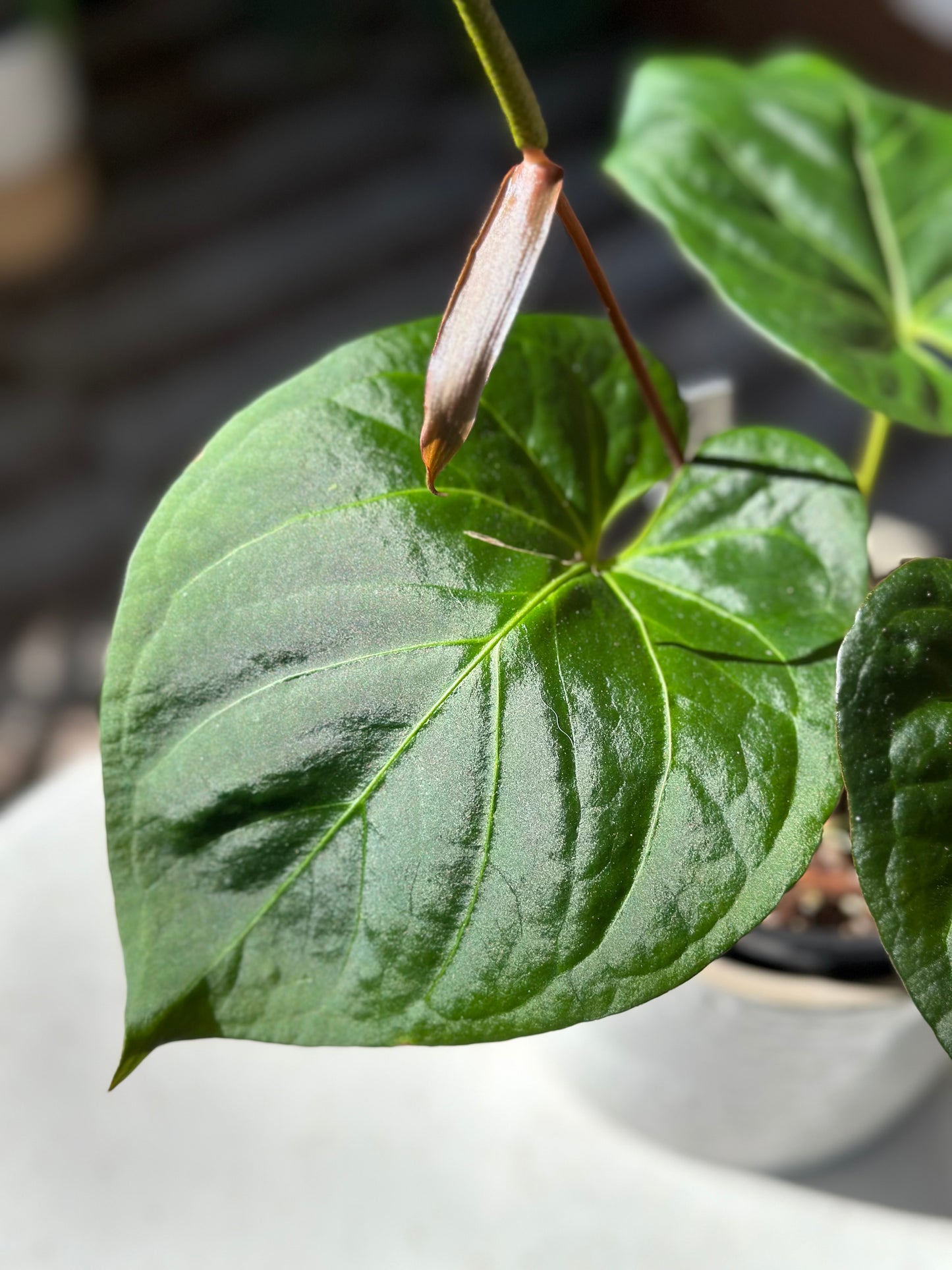 Anthurium Chamberlainii X Portillae