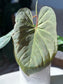 Anthurium Chamberlainii X Portillae