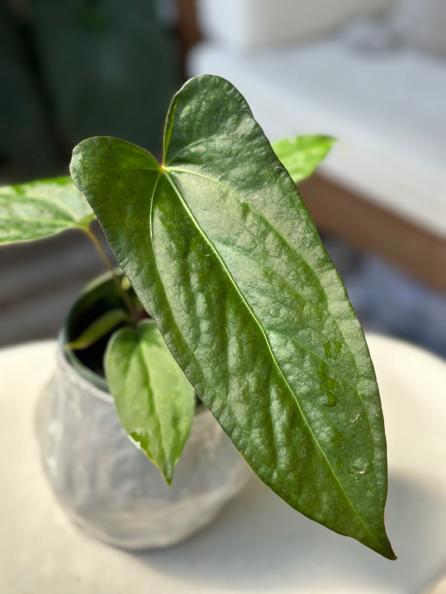 Anthurium Tezula Prometheus (Dreamweaver X Napo)