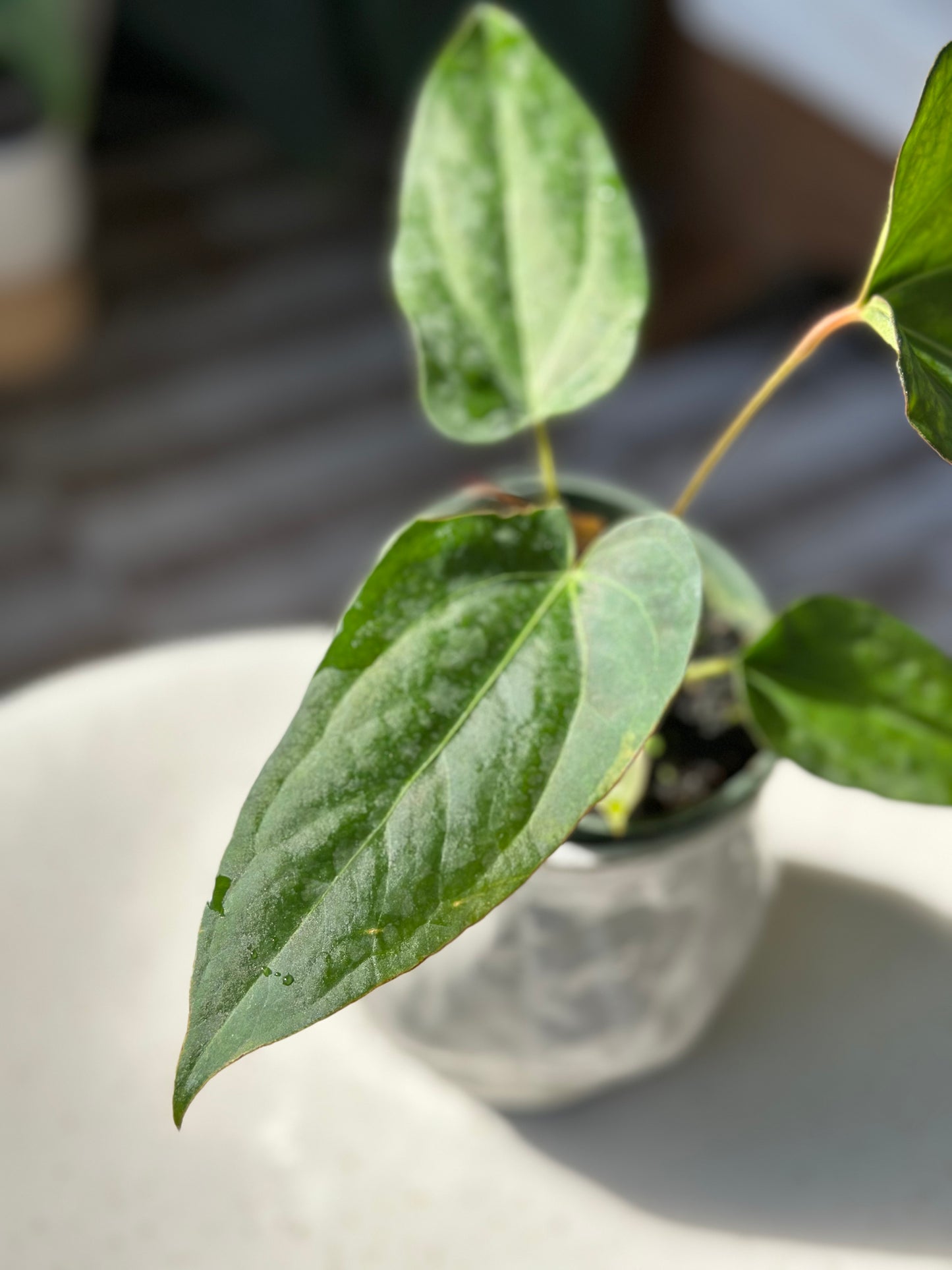 Anthurium Tezula Prometheus (Dreamweaver X Napo)