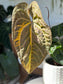 Anthurium Dreamweaver X Sams Plant (Sam's Dream)