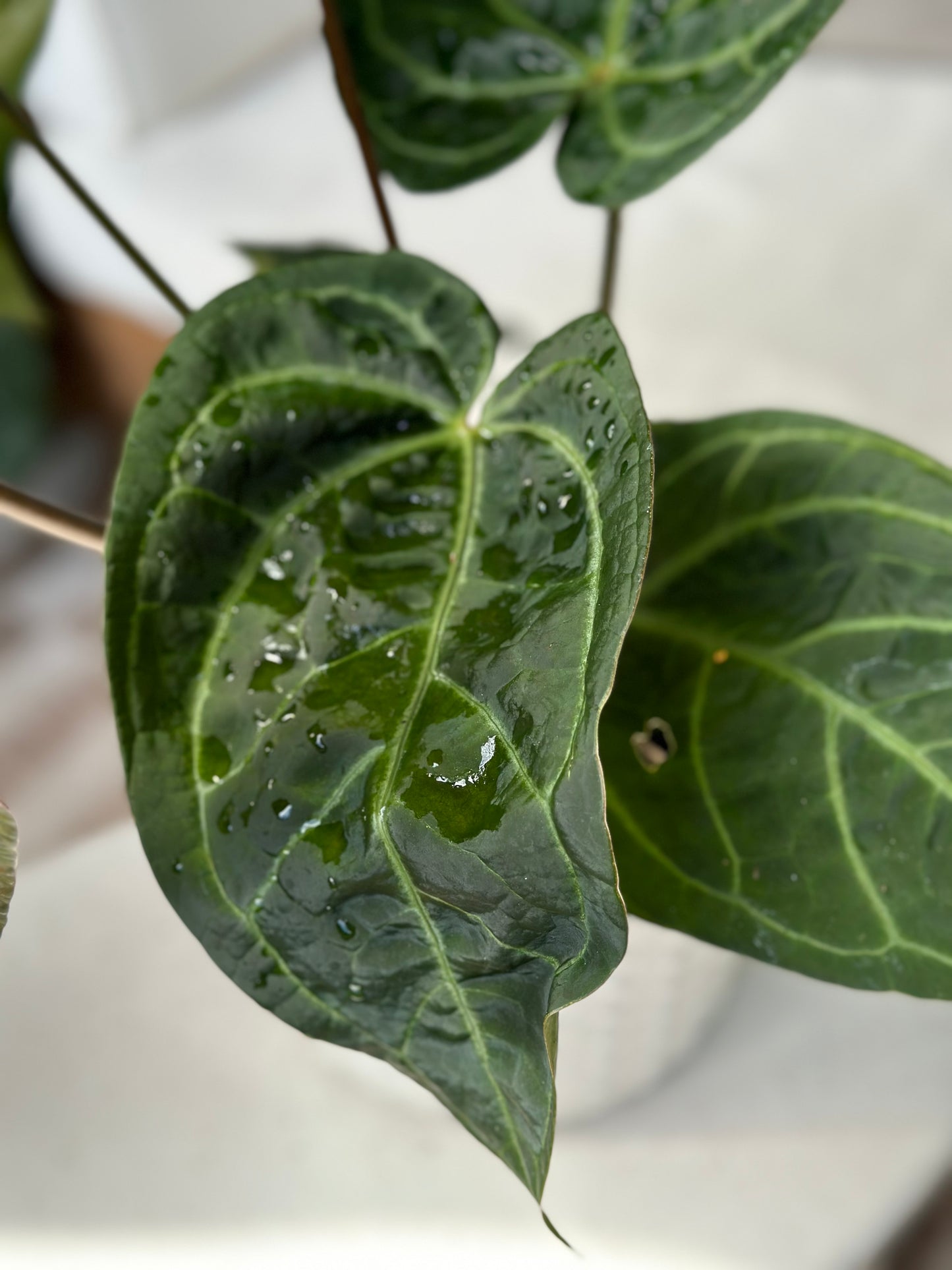 Anthurium Dreamweaver X Sams Plant (Sam's Dream)