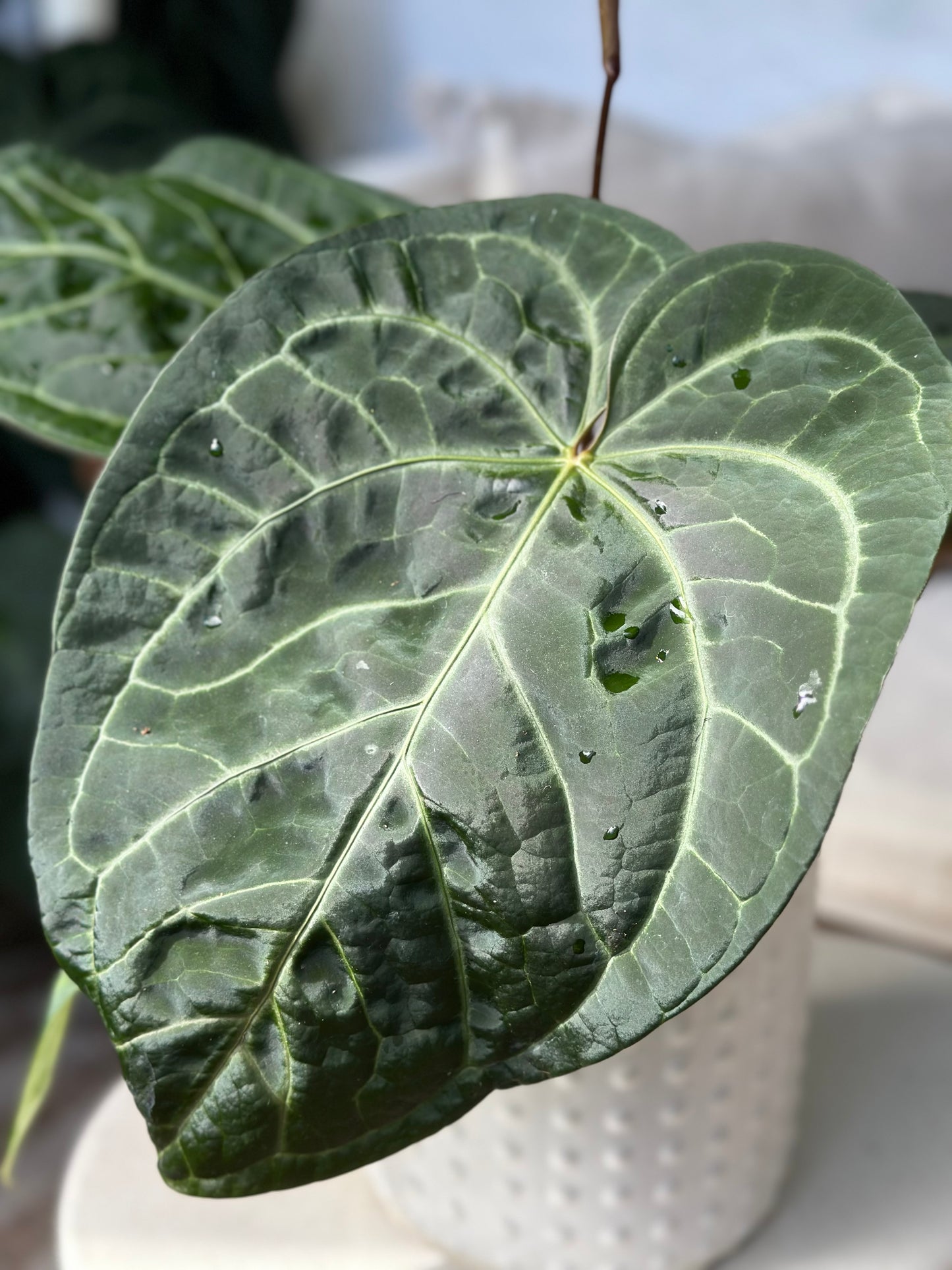 Anthurium Dreamweaver X Sams Plant (Sam's Dream)