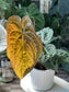 Anthurium Dreamweaver X Sams Plant (Sam's Dream)