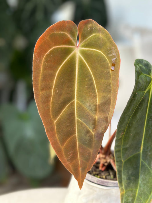 Anthurium Tezula Besseae aff X Ace of Spades Dark Form