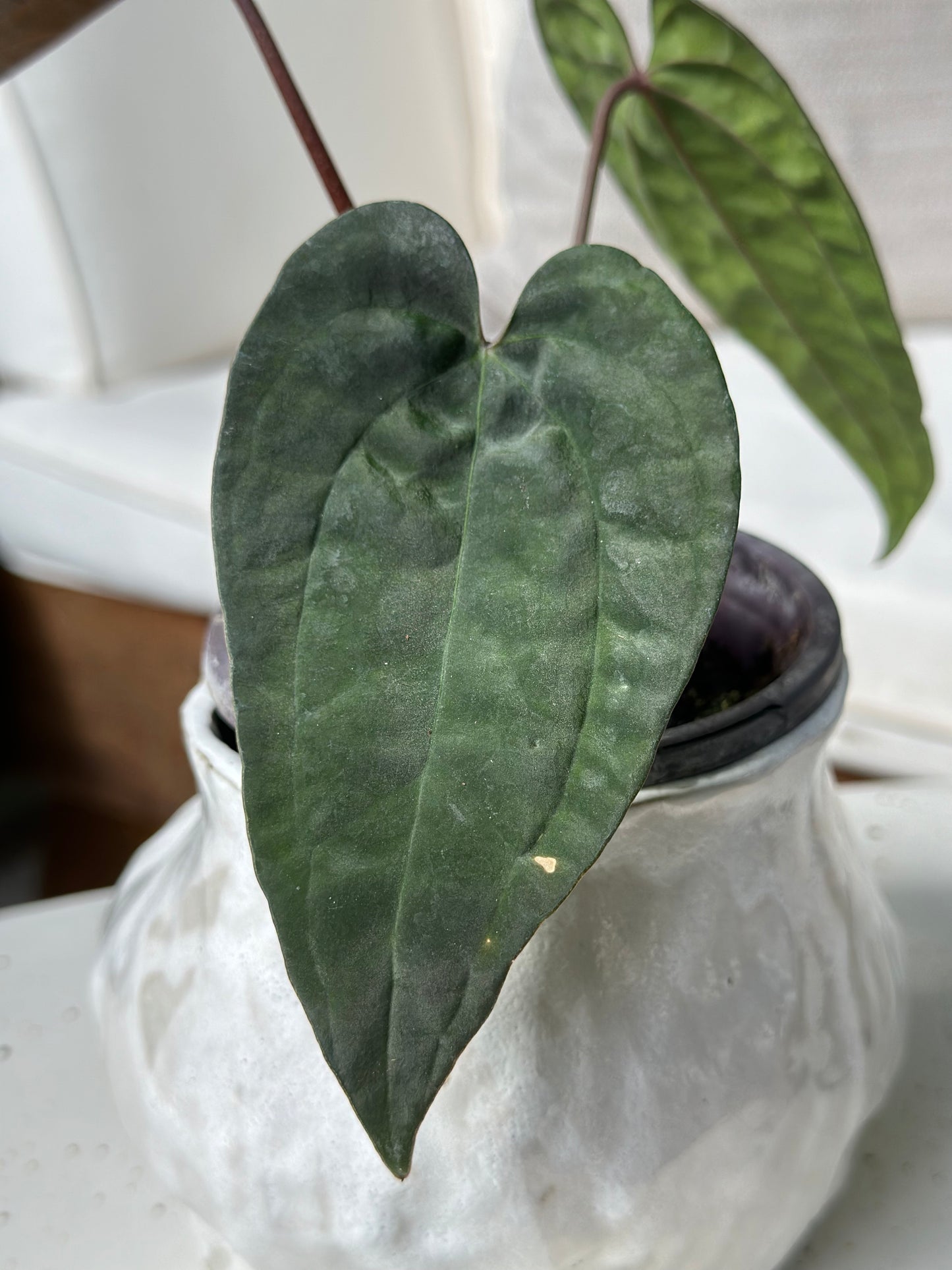 Anthurium Tezula Ace of Spades Dark Form X Antolakii (BVEP)