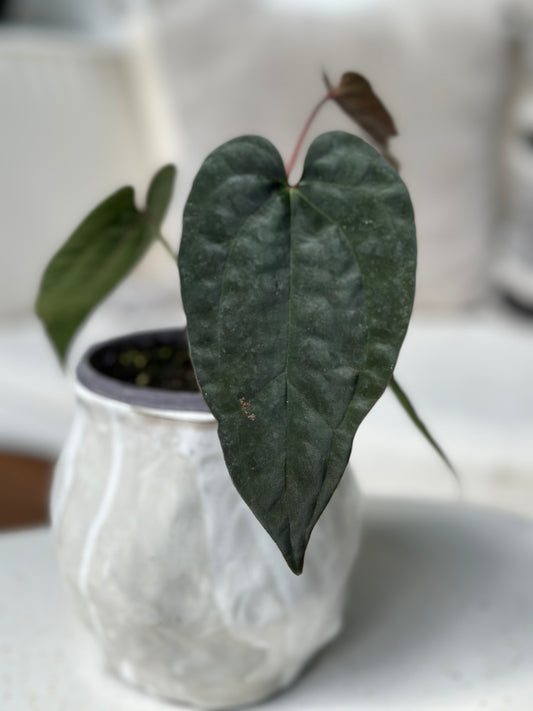 Anthurium Tezula Ace of Spades Dark Form X Antolakii (BVEP)