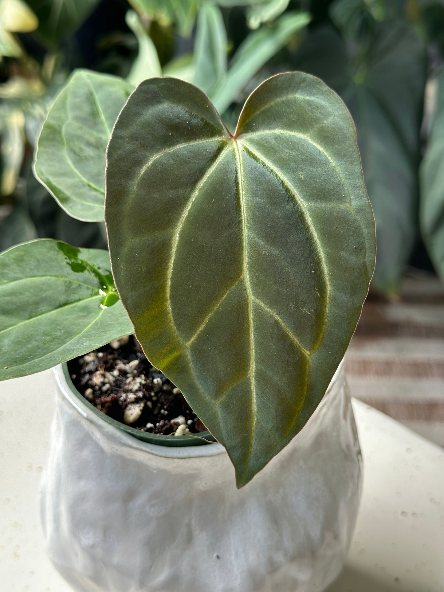 Anthurium Dark Magnificum X Carlablackiae