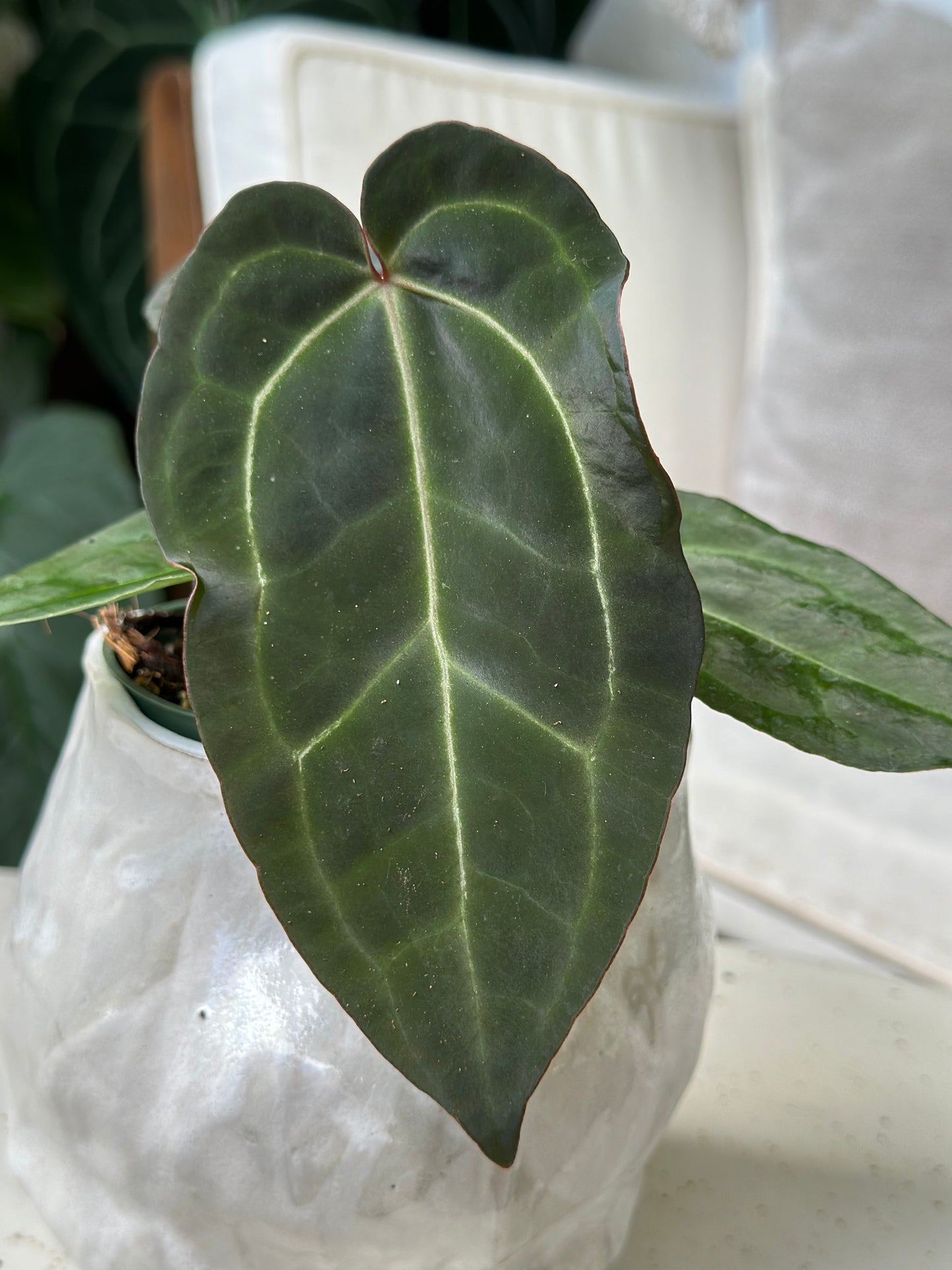 Anthurium Tim's Black X (Griege x Red Crystallinum)