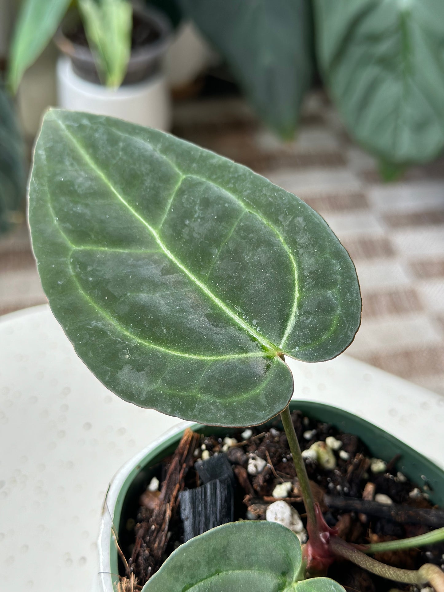 Anthurium Tim's Black X (Griege x Red Crystallinum)