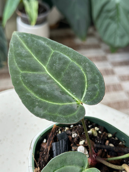 Anthurium Tim's Black X (Griege x Red Crystallinum)