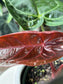 Anthurium Dreamweaver X Sams Plant (Sam's Dream) LARGE