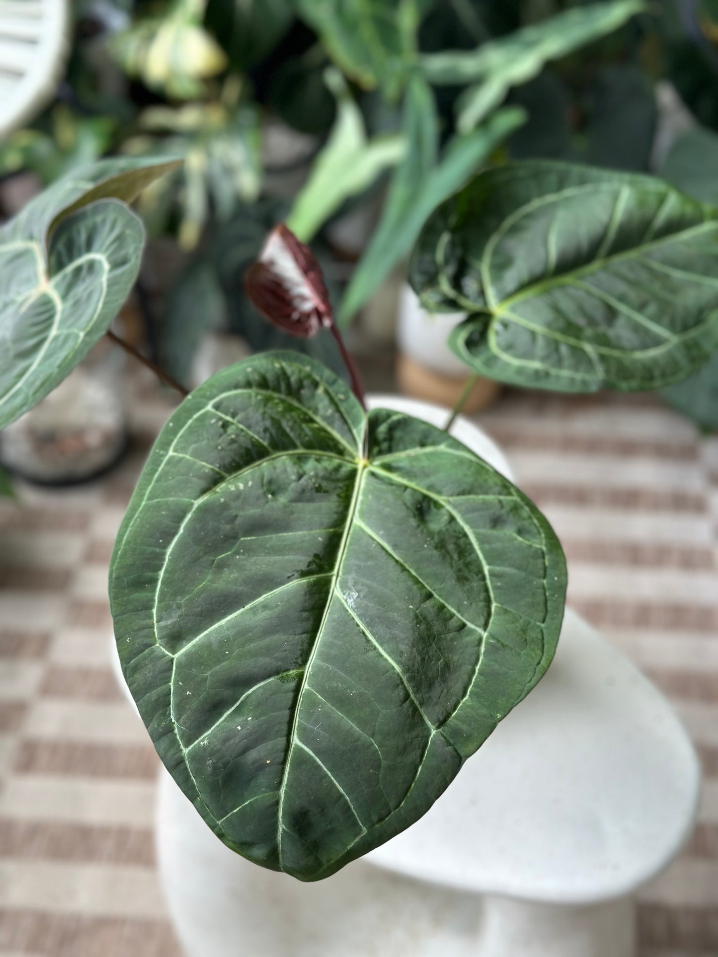 Anthurium Dreamweaver X Sams Plant (Sam's Dream) LARGE