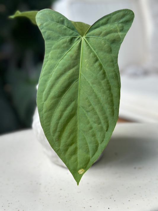 Anthurium RA Pap #2 X Tri-Lobe Panama