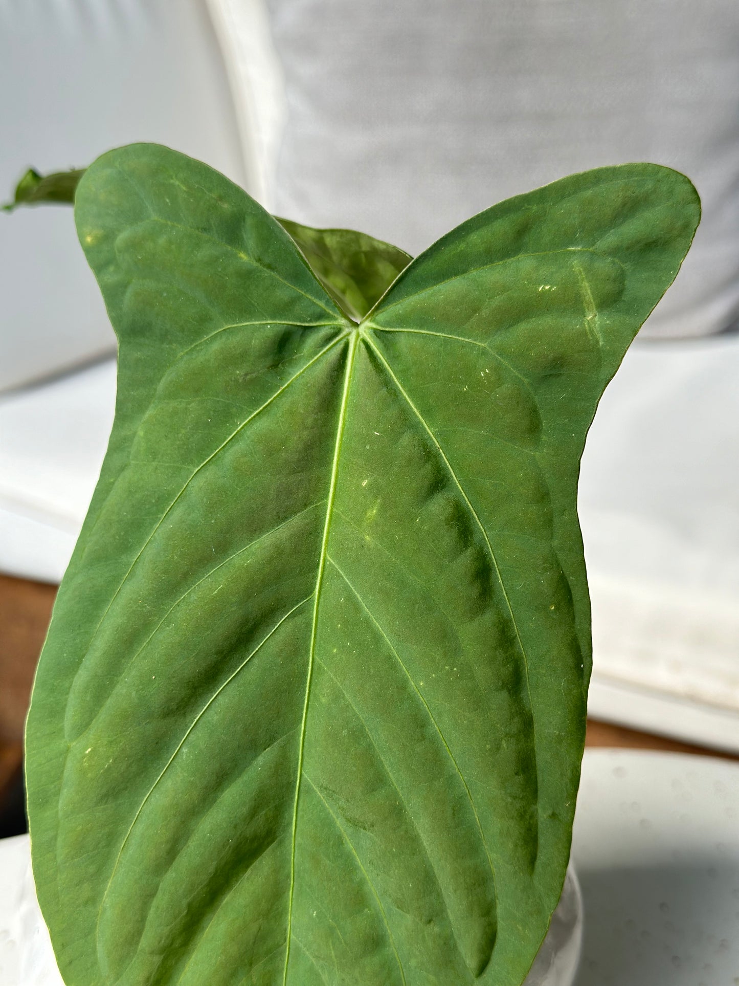 Anthurium RA Pap #2 X Tri-Lobe Panama