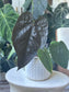 Anthurium Queen of Hearts