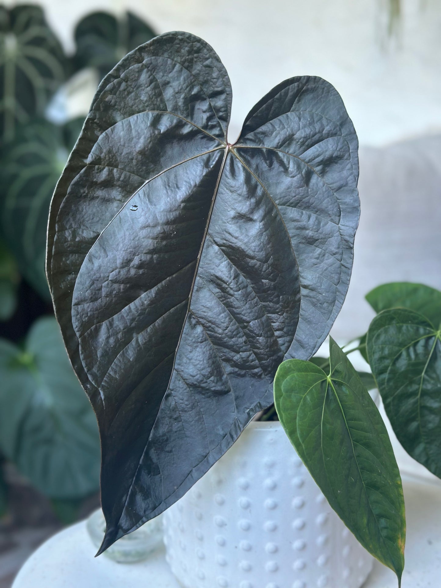 Anthurium Queen of Hearts