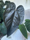 Anthurium Queen of Hearts