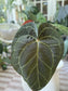 Anthurium Dreamweaver X Sams Plant (Sam's Dream) LARGE