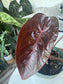 Anthurium Dreamweaver X Sams Plant (Sam's Dream) LARGE