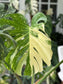 Monstera Thai Constellation (Large)