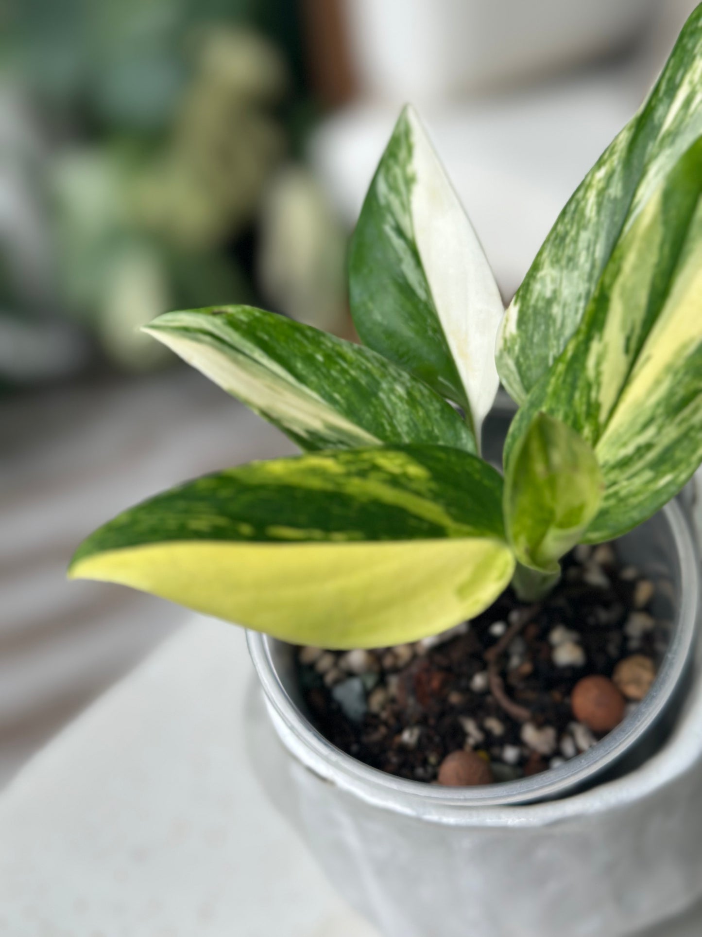 Monstera Standleyana Aurea