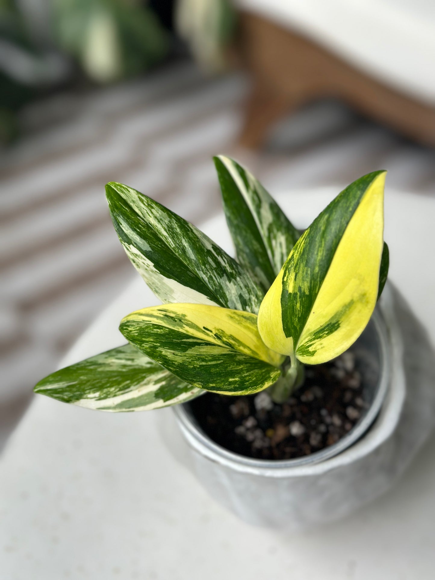 Monstera Standleyana Aurea