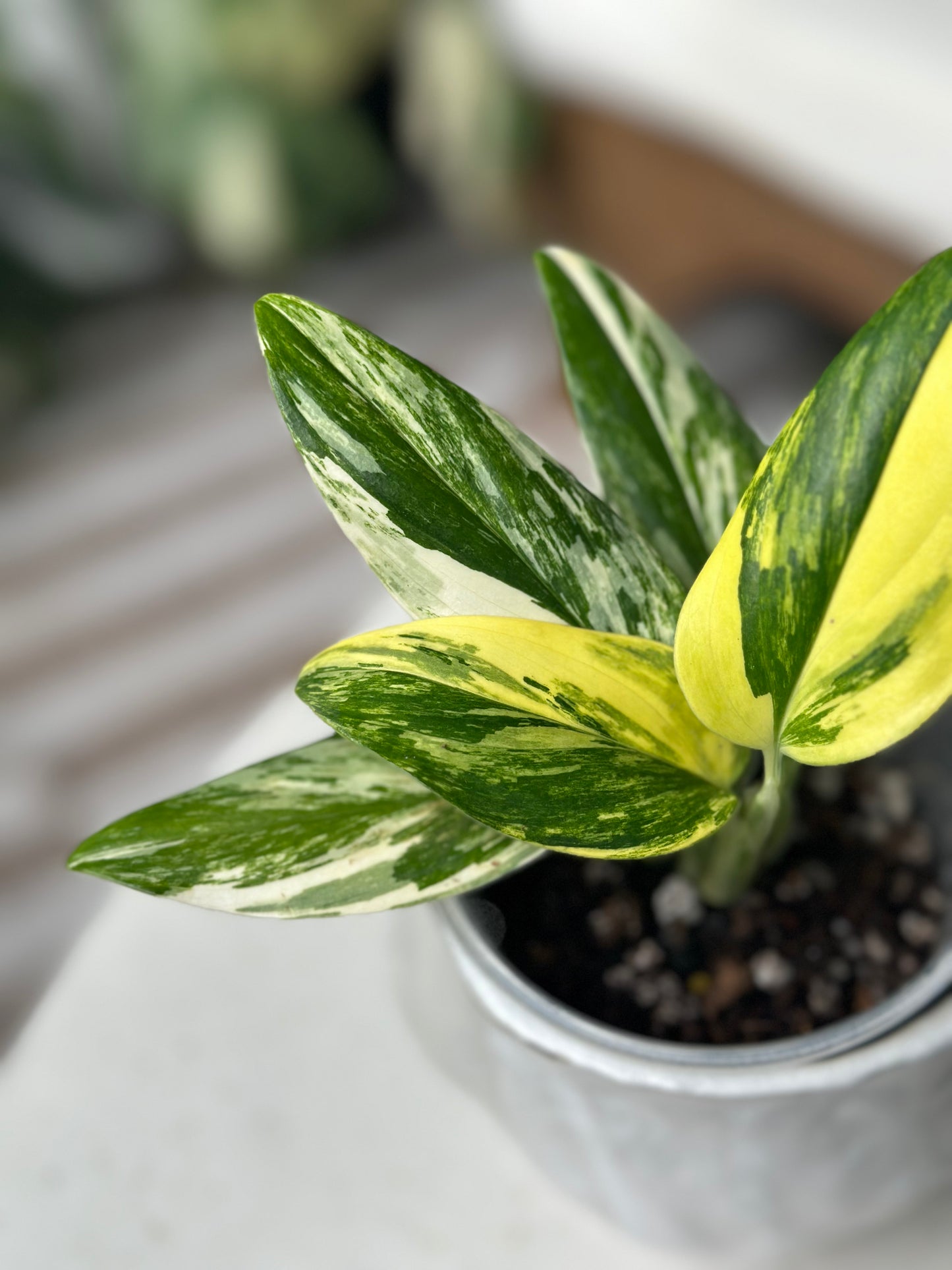 Monstera Standleyana Aurea