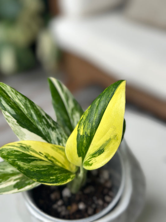 Monstera Standleyana Aurea